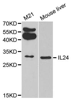 IL24 Antibody