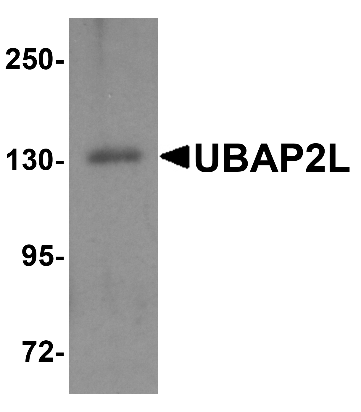 IHC-plus™ UBAP2L Antibody