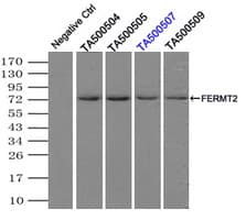 KIND2 / FERMT2 Antibody (clone 25A4, Carrier-free)