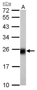 NDUFS8 Antibody (aa1-210)