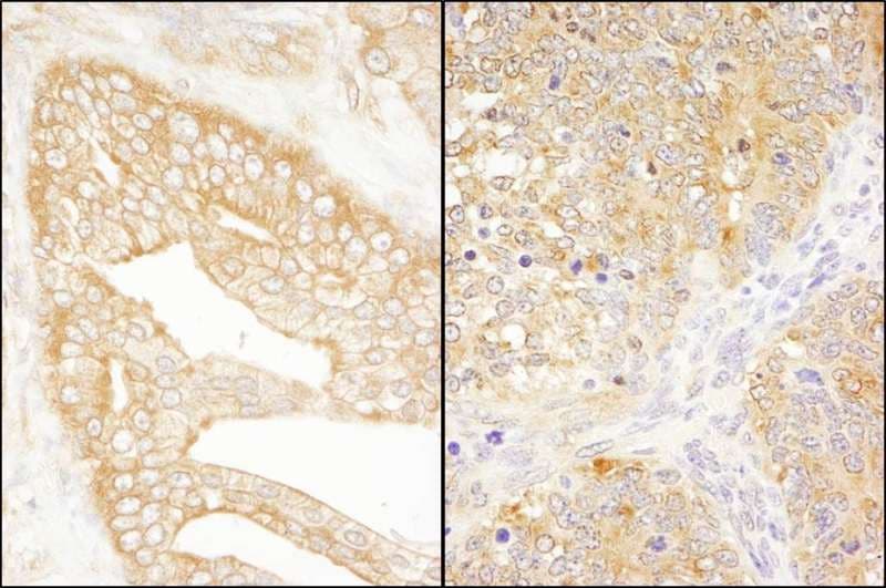 Polyclonal Rabbit anti-Human EIF3J Antibody (aa208-258, IHC, WB)