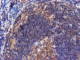 NDUFAF7 Antibody (clone OTI4A5, Carrier-free)