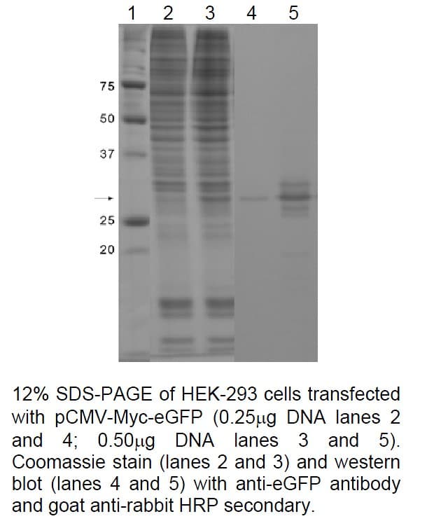 GFP Antibody