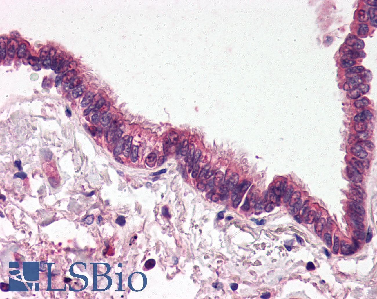 IHC-plus™ SEPT4 / Septin 4 Antibody