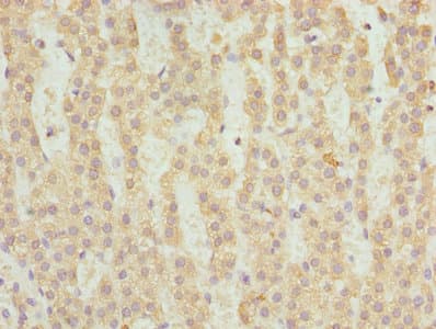 FAHD2A Antibody