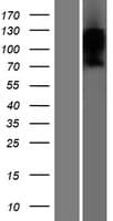 TMEM180 Protein (Over-Expression Lysate Myc-DDK (Flag))