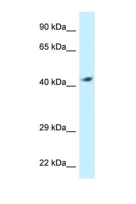 ATP6V1C2 Antibody (aa287-336)