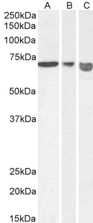 IHC-plus™ AIFM1 / AIF / PDCD8 Antibody