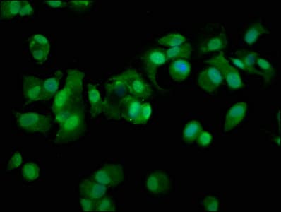PSMD11 Antibody