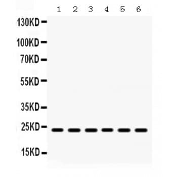 HMGB3 Antibody (aa62-95)