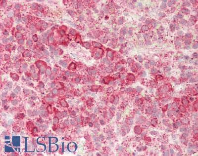 SIGLEC7 / CD328 Antibody (aa38-121)