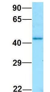 GNA11 Antibody (aa193-242)