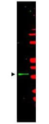 IHC-plus™ Polyclonal Rabbit anti-Human CCNL1 / Cyclin L1 Antibody (IHC, WB)