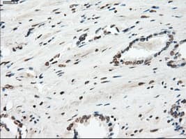 PRKY Antibody (clone OTI6H3, Carrier-free)