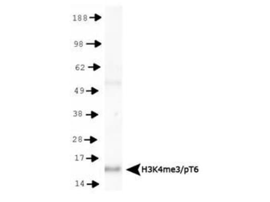 HIST3H3 Antibody (Me3-Lys4/phospho-Thr6)