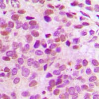 GATA3 Antibody (Internal)