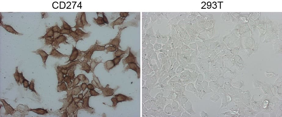 CD274 / B7-H1 / PD-L1 Antibody (aa19-239, clone OTI9E12)