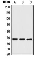 TRIP13 Antibody (C-Terminus)