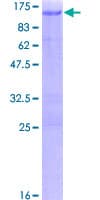 Human ARNT / HIF-1-Beta Protein (Recombinant GST)