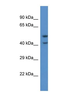 QRFPR / GPR103 Antibody (C-Terminus)