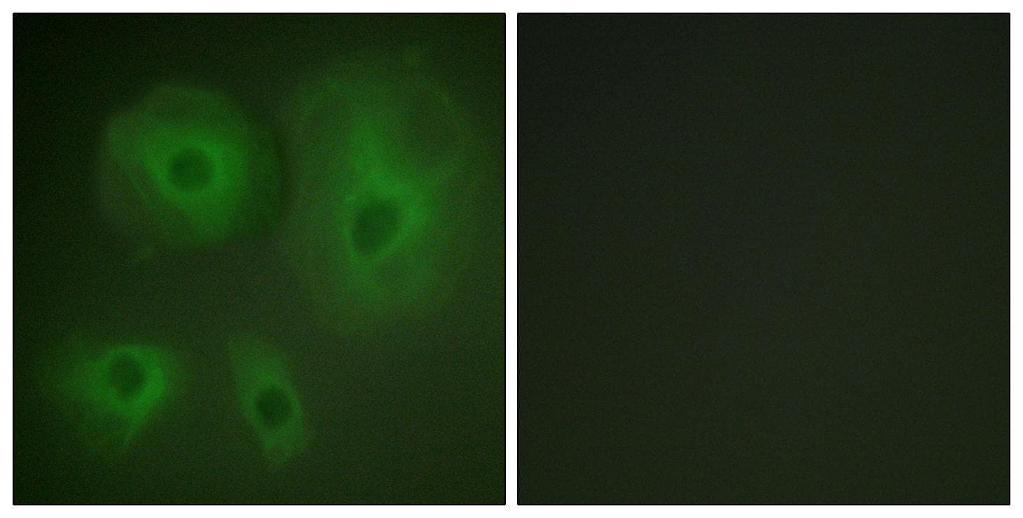 YWHAQ / 14-3-3 Theta Antibody (p232)