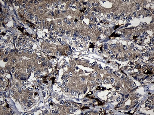 FAM131C Antibody (clone OTI6E2, Carrier-free)
