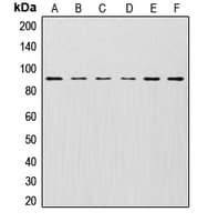 Polyclonal Rabbit anti-Human CUL1 / Cullin 1 Antibody (C-Terminus, IHC, IF, WB)