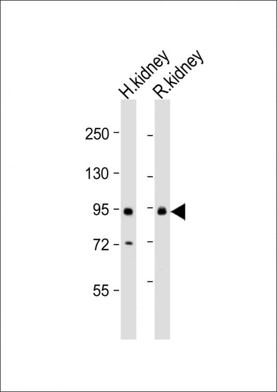 SLC26A4 / Pendrin Antibody (aa553-587)