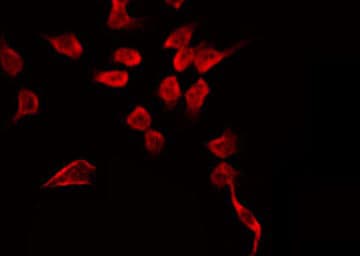 Polyclonal Rabbit anti-Human GPR68 / OGR1 Antibody (IF, WB)