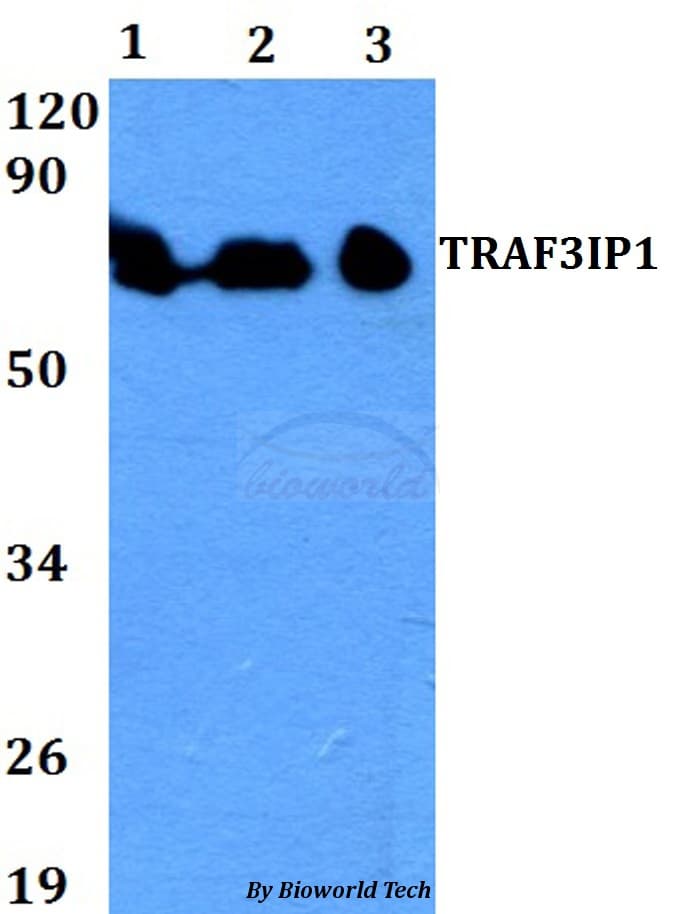 TRAF3IP1 Antibody
