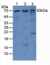 PLAT / TPA Antibody (aa311-562)