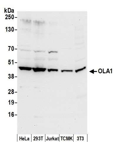OLA1 Antibody (aa346-396)