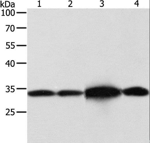 Alpha SNAP Antibody