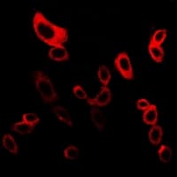 MPRG / PAQR5 Antibody (C-Terminus)