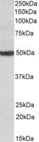 IHC-plus™ CYP24 / CYP24A1 Antibody (aa481-490)