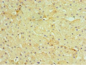 H2AFZ / H2A.z Antibody (aa1-128)