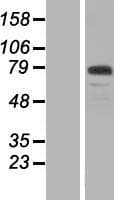 CFAP57 / WDR65 Protein (Over-Expression Lysate Myc-DDK (Flag))