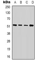 Alpha Tubulin Antibody (C-Terminus)