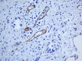 PECAM-1 / CD31 Antibody (clone OTI1F9)