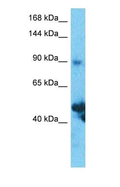 SLC39A10 / ZIP10 Antibody (N-Terminus, FITC)