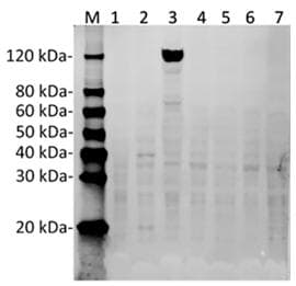 Streptococcus pyogenes CRISPR-associated endonuclease Cas9/Csn1 Antibody (clone 11C12)