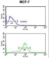 ANO7 / TMEM16G / NGEP Antibody (aa106-135)