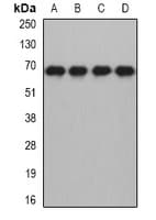 MTF2 / PCL2 Antibody