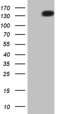 PDGFRA / PDGFR Alpha Antibody (aa789-1089, clone OTI4E7, Carrier-free)