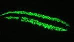 ACTC1 / Alpha Cardiac Actin Antibody (clone 22D3)