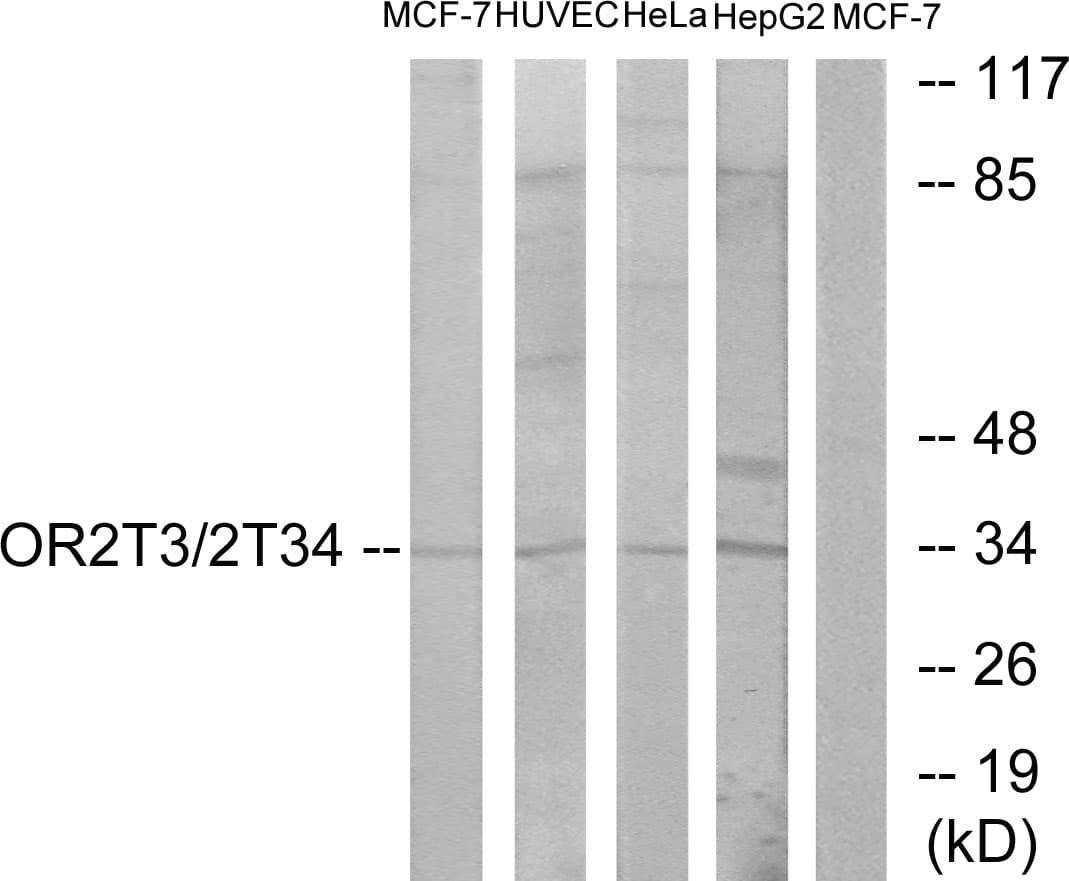 OR2T3 + OR2T34 Antibody (C-Terminus)