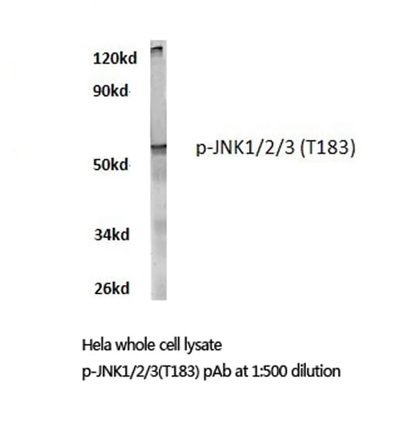 JNK1+2+3 Antibody (phospho-Thr183)