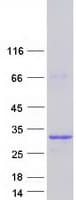 Human VGLL4 Protein (Recombinant Myc-DDK (Flag))