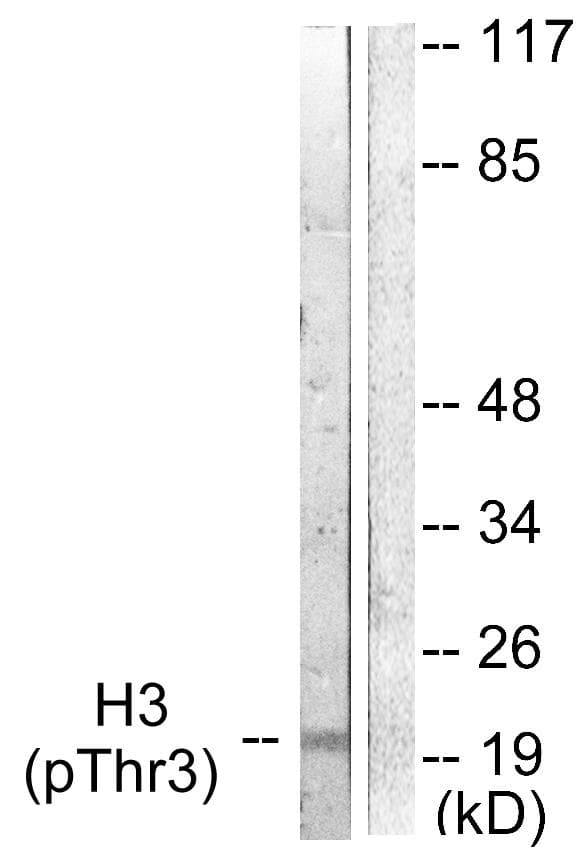 Histone H3 Antibody (phospho-Thr3)
