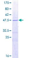 Human BAD Protein (Recombinant GST)